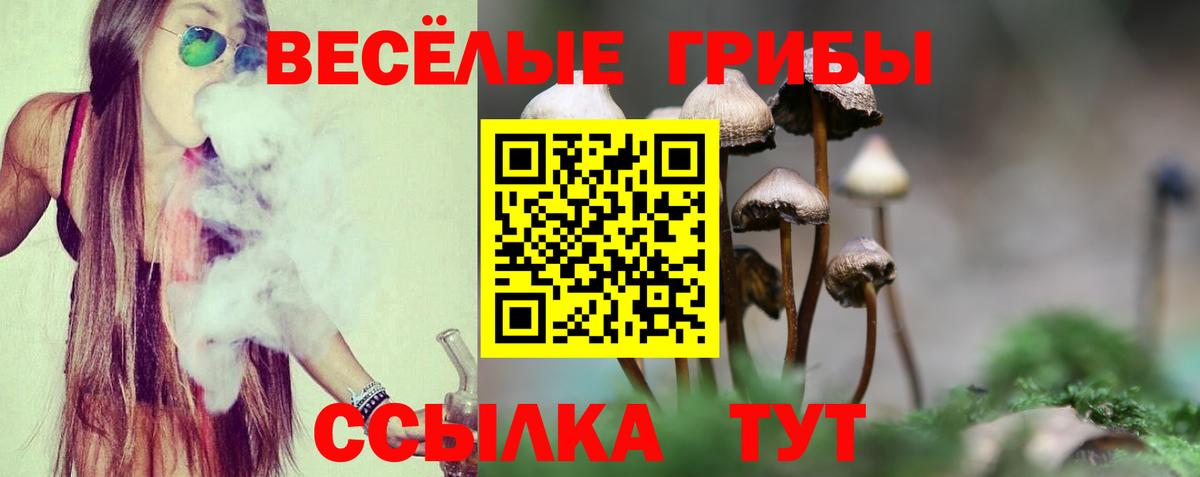 Псилоцибиновые грибы мицелий Новоалтайск